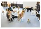 Dog Care In Lents