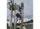 Best Tree Services in Gate Pa